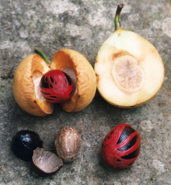Myristica fragrans - Noix
